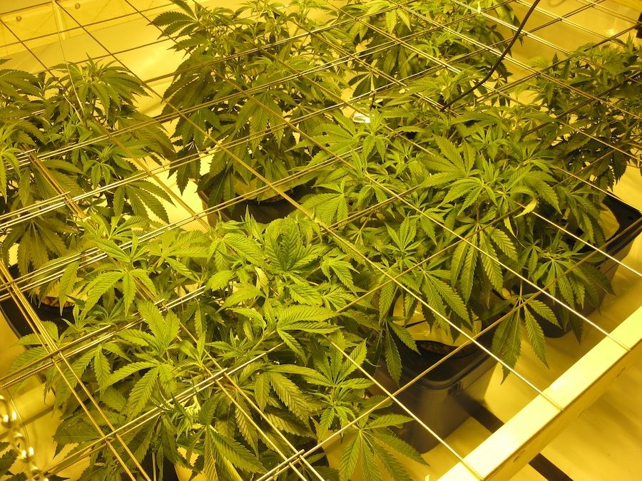 Veg3 2