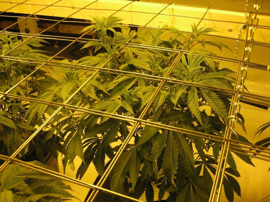 Veg3 3