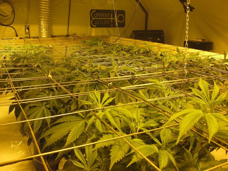 Veg3 5