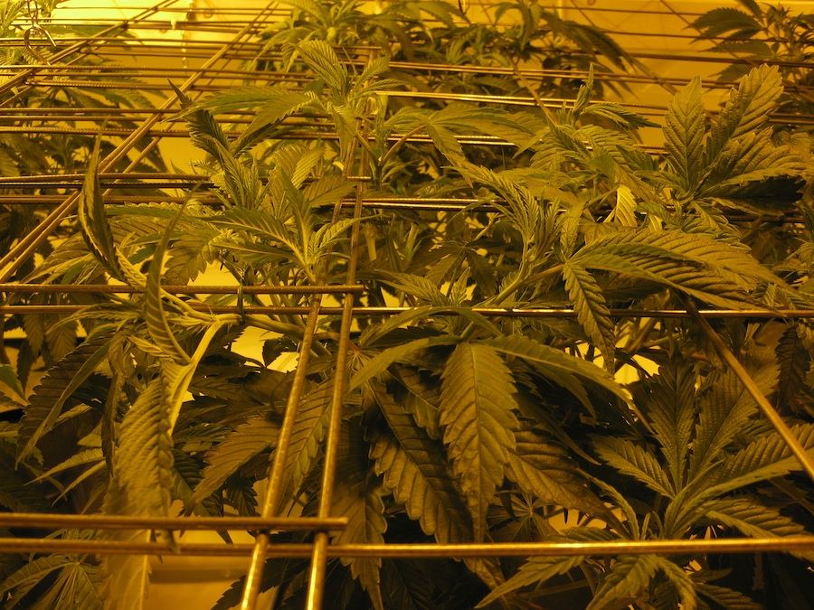 Veg3 6