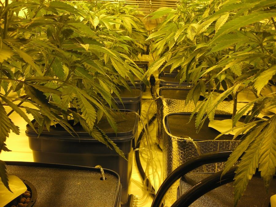 Veg3 7
