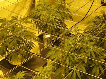 Veg3