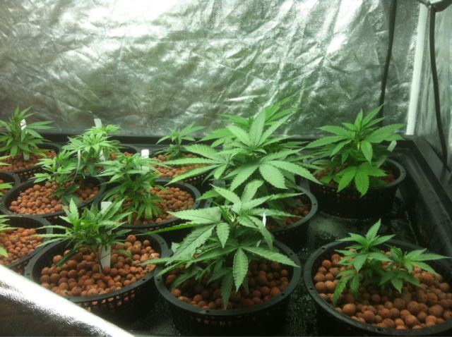 Veg3