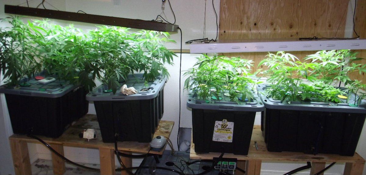 VEG3