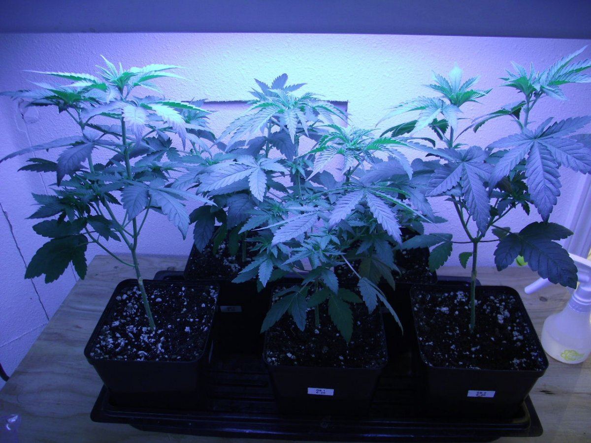 VEG3