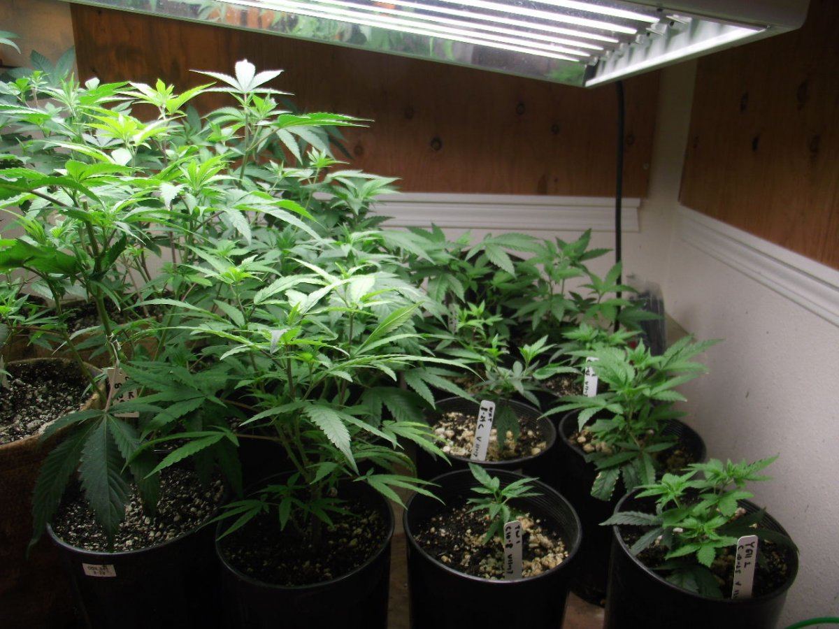 VEG3