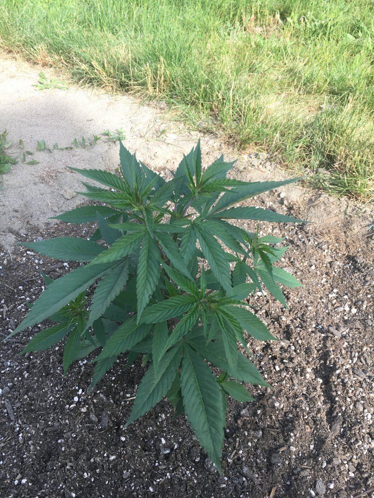 Veg3