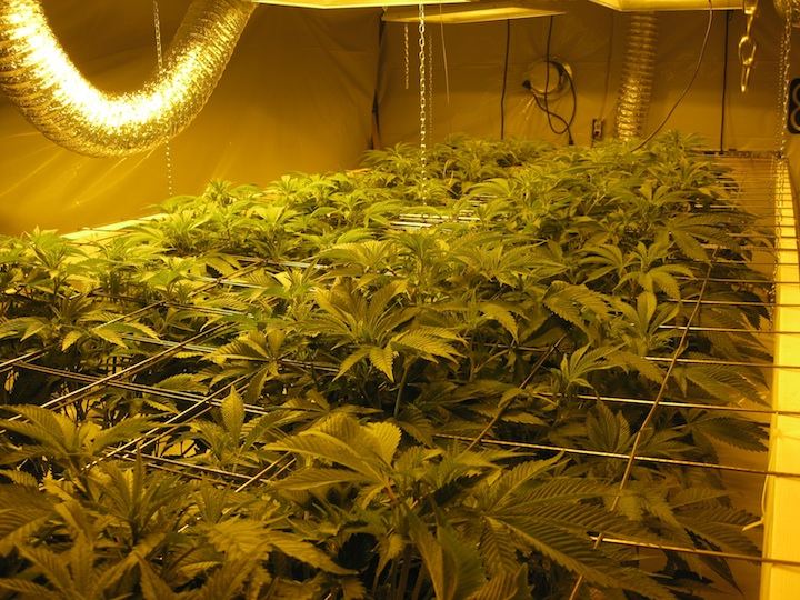 Veg4 10