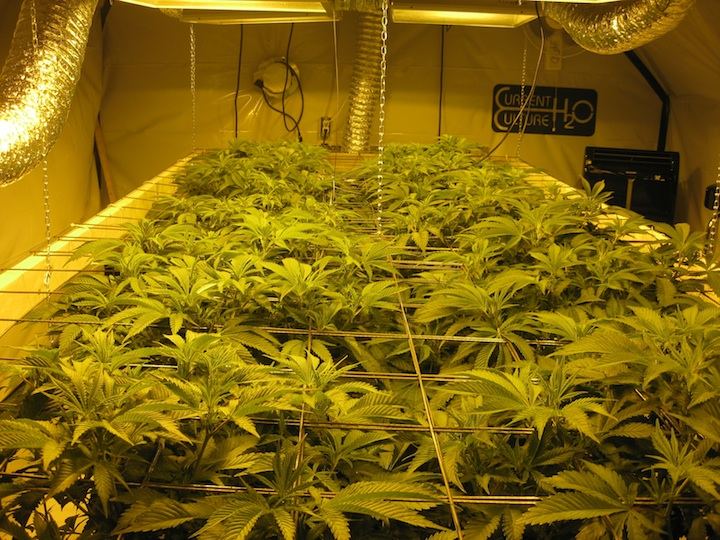 Veg4 2
