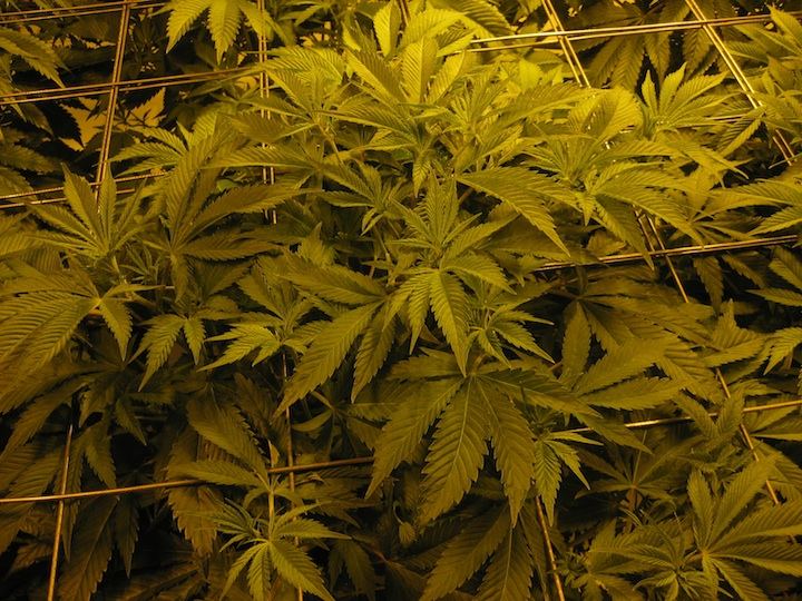 Veg4 3
