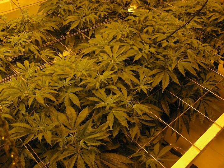Veg4 4
