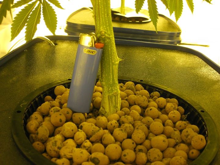 Veg4 5