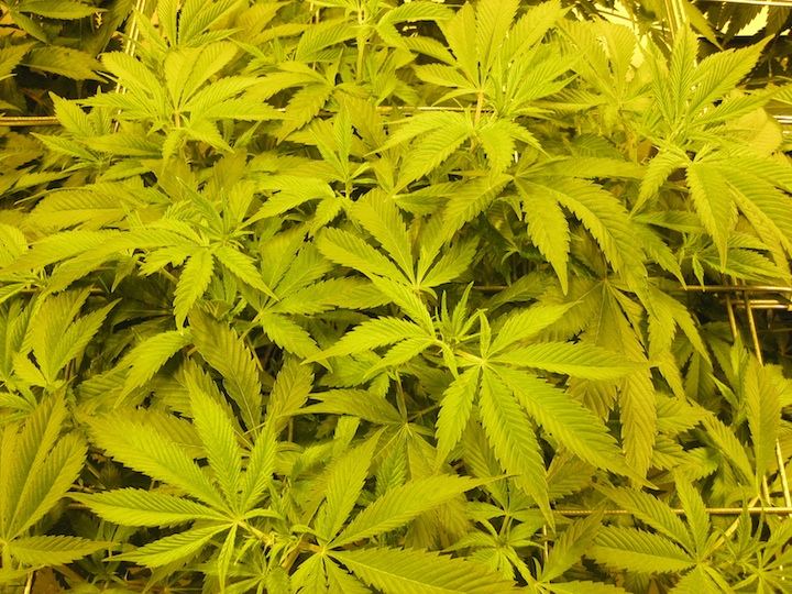 Veg4 6