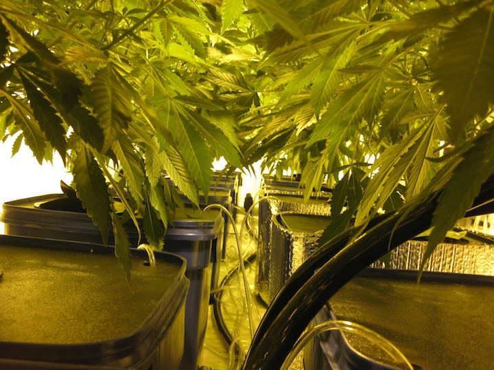 Veg4 7