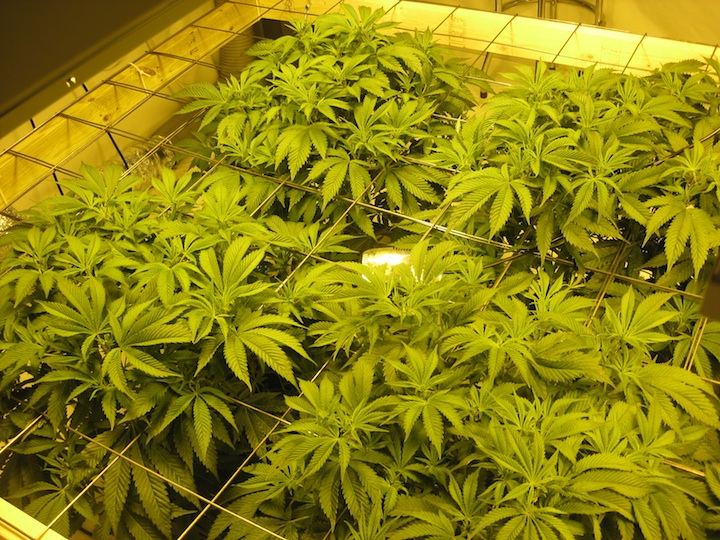 Veg4 9