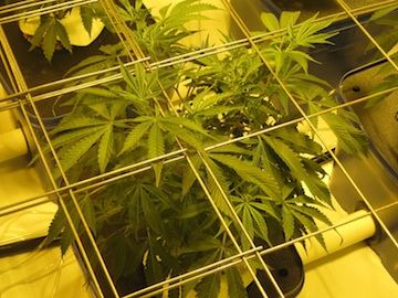 Veg4