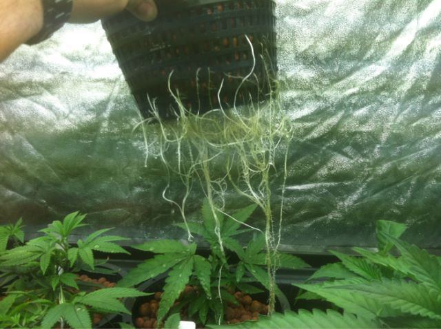 Veg4