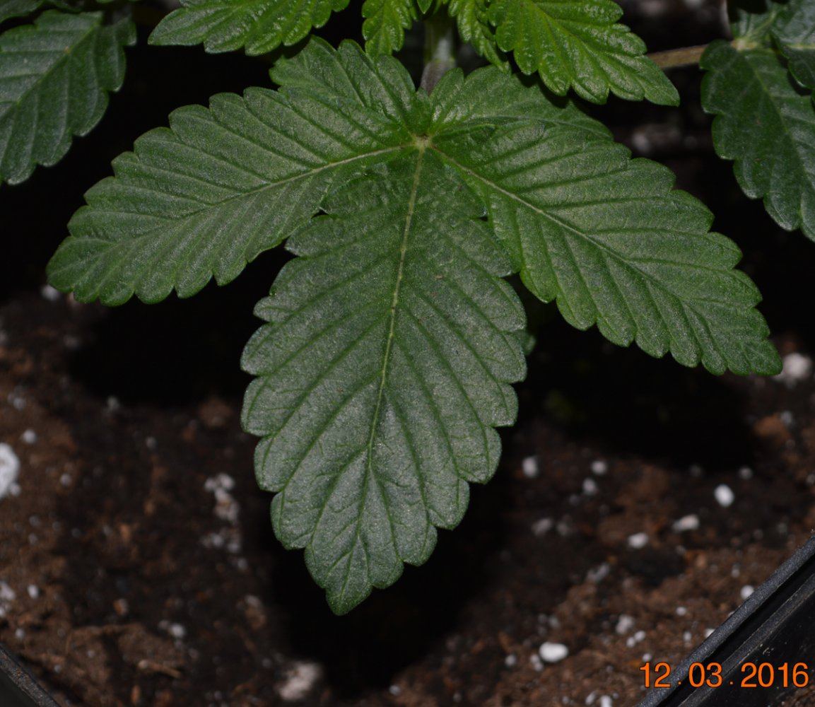 Veg4