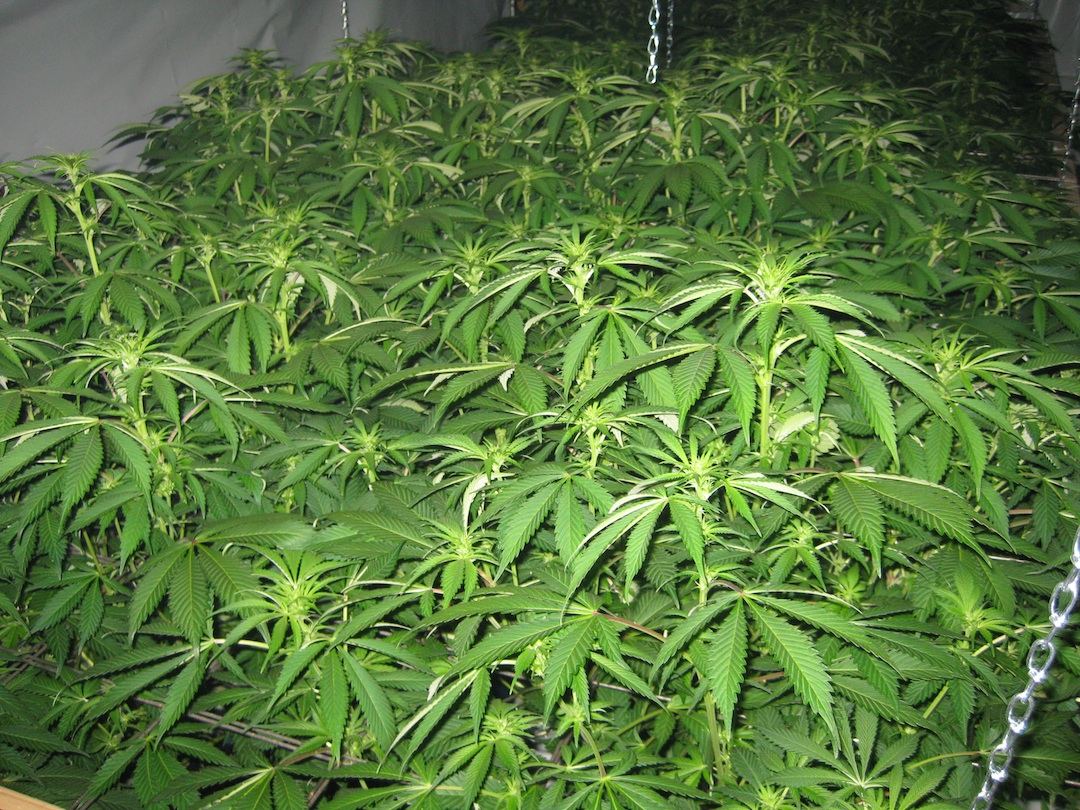 Veg5 1