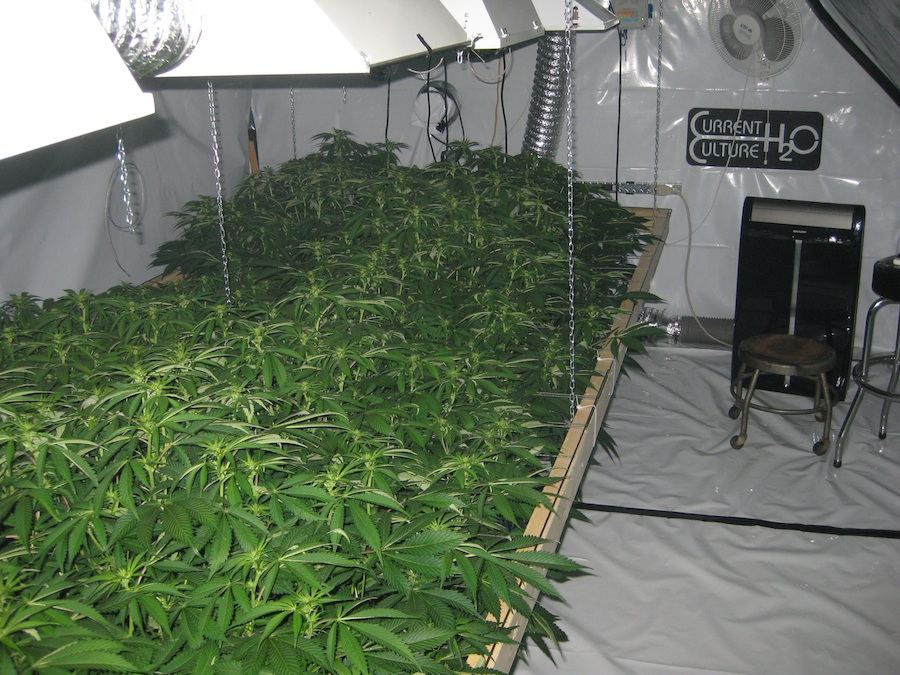 Veg5 3