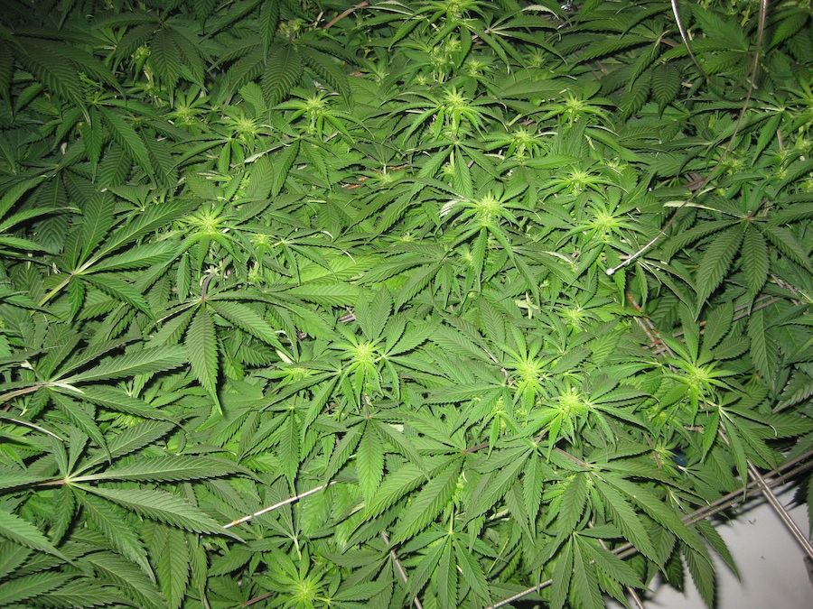 Veg5 4
