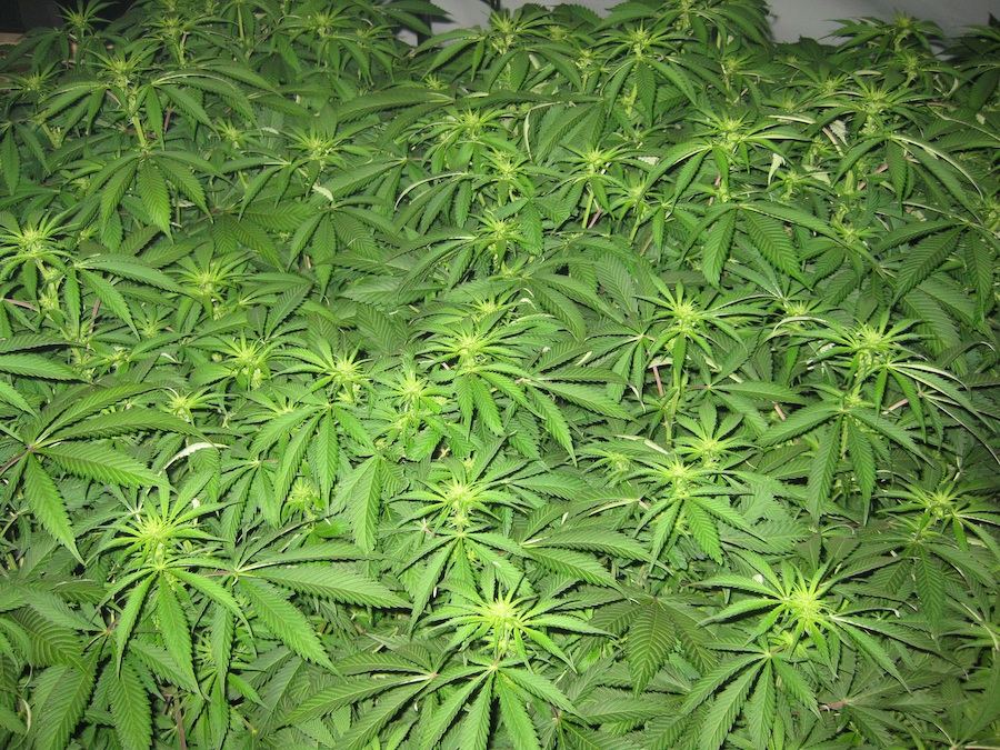 Veg5 5