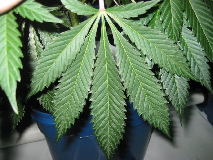 Veg5 7