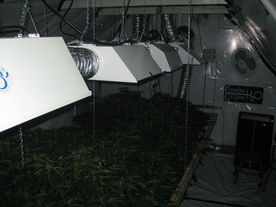 Veg5 8