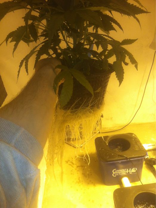 Veg5