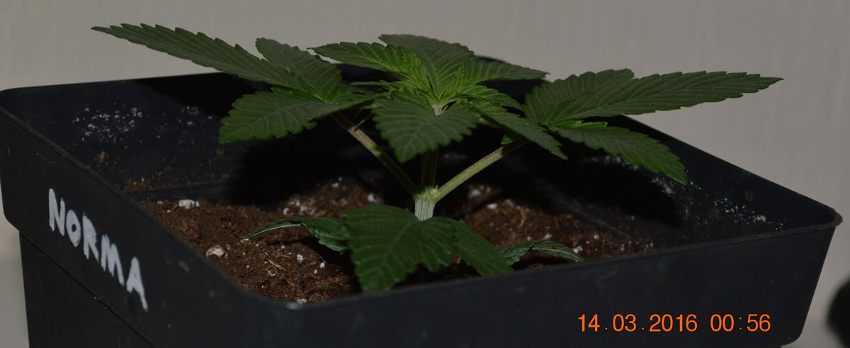 Veg5