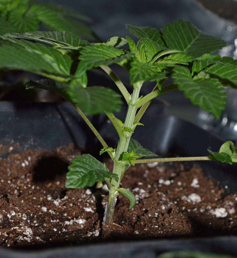 Veg6