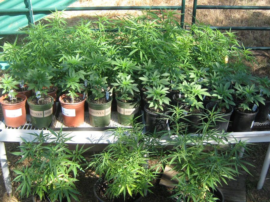 Veg6 3