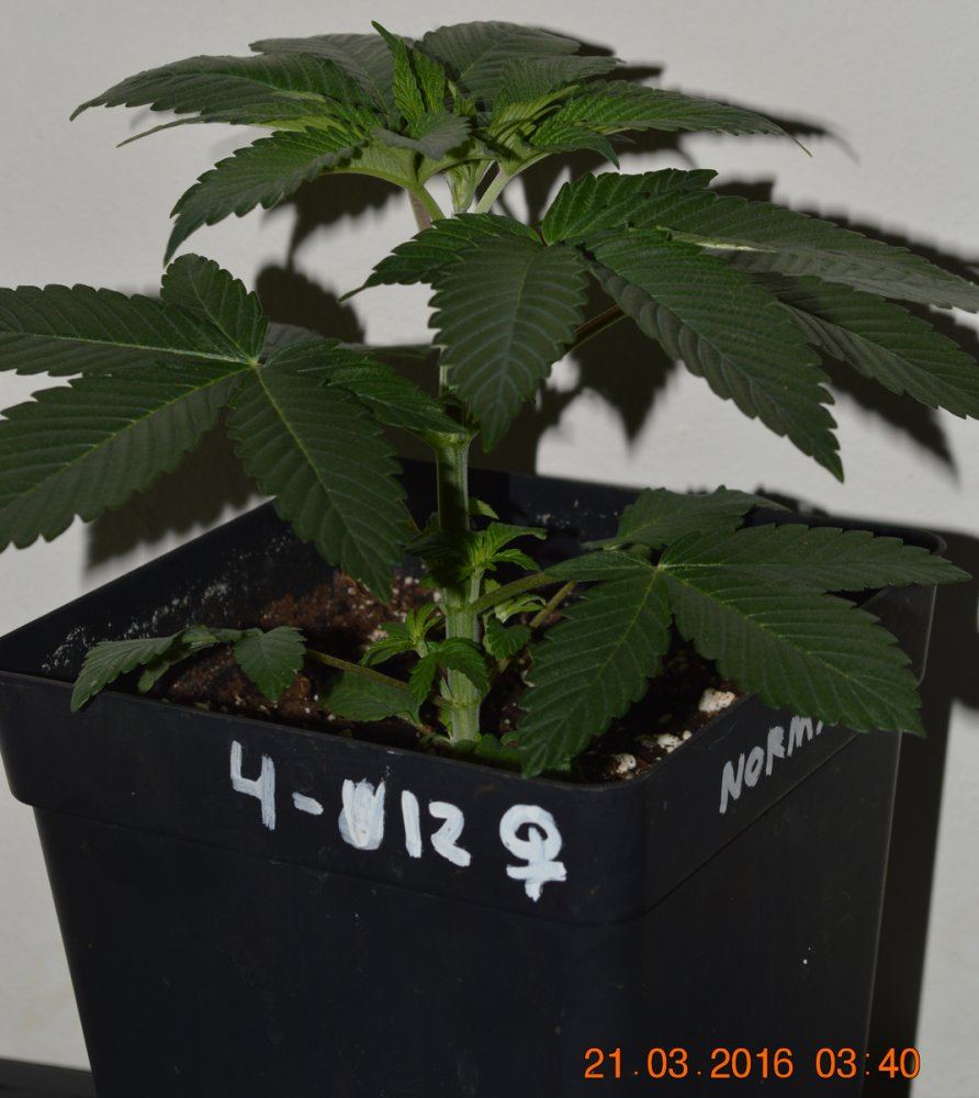 Veg8