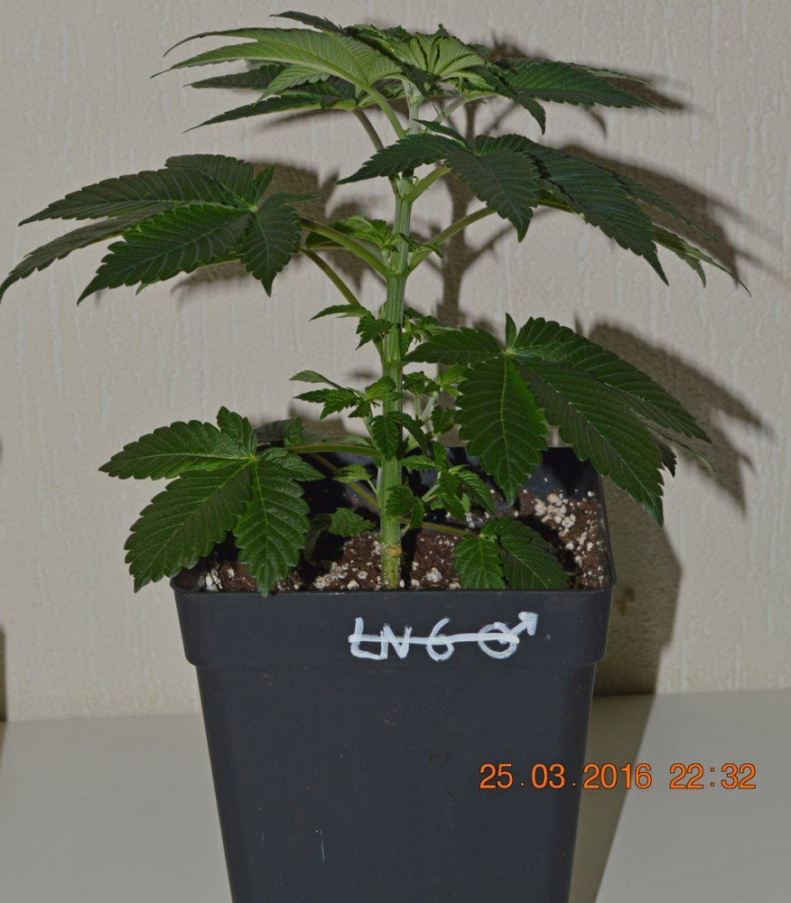 Veg9