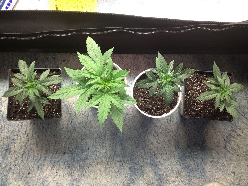 Veg 420 soil