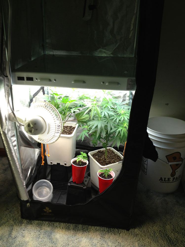 Veg Dry