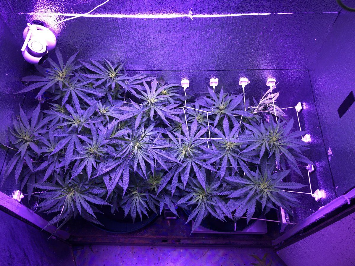 Vegbloom powder 2