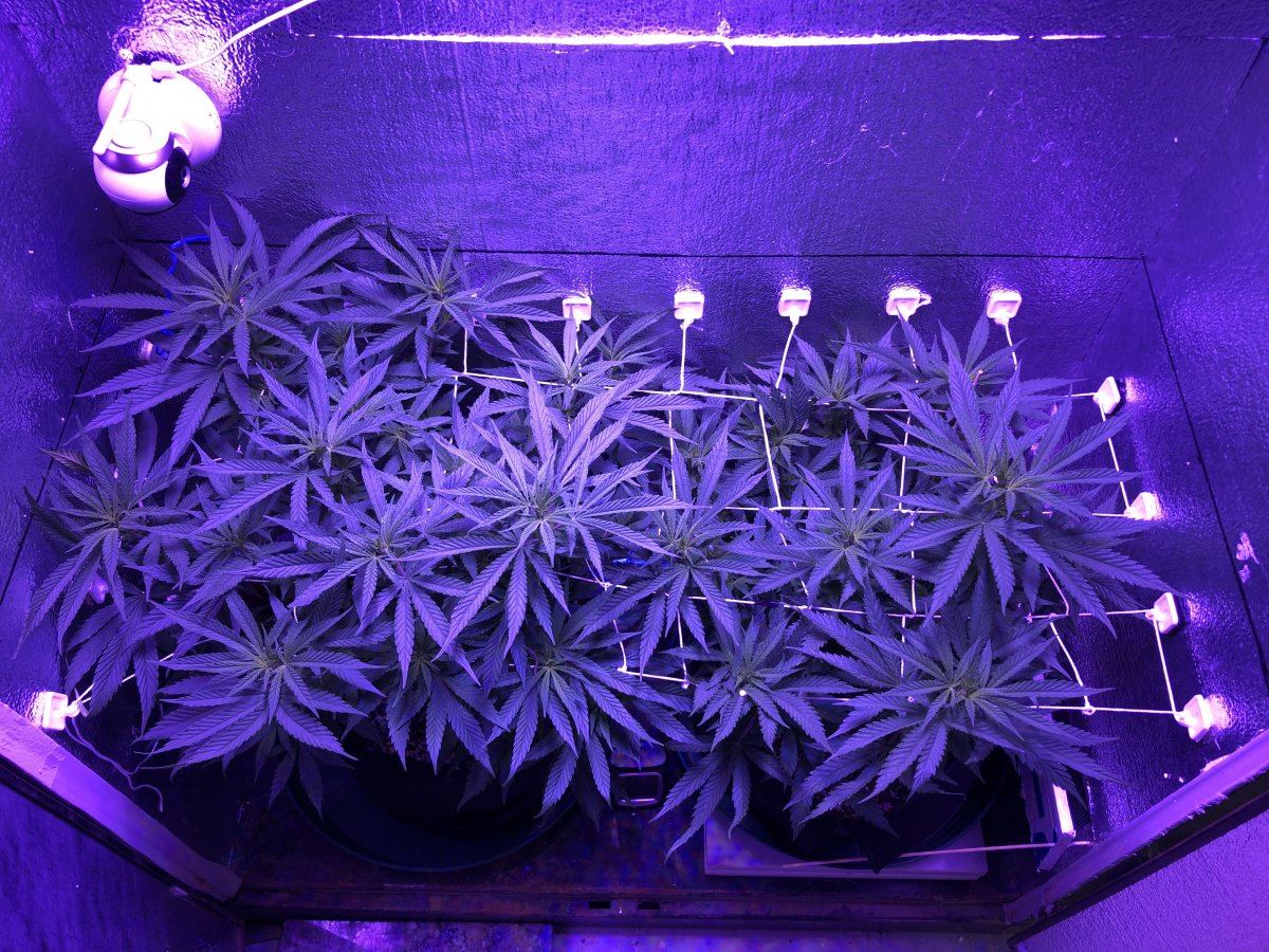 Vegbloom powder