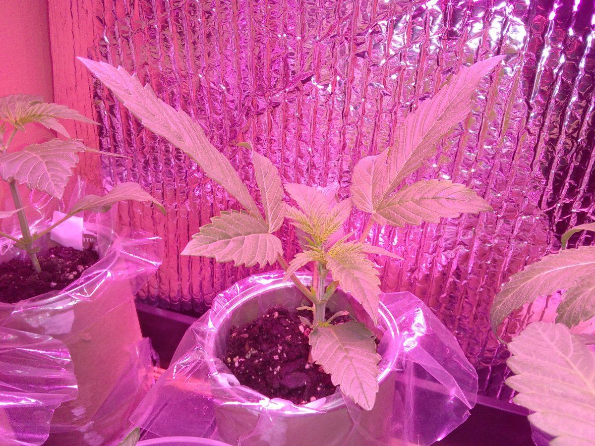 Vegetative leafs pointing up when light a