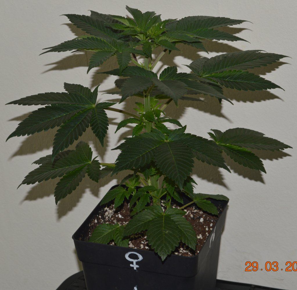 Vegfemale3