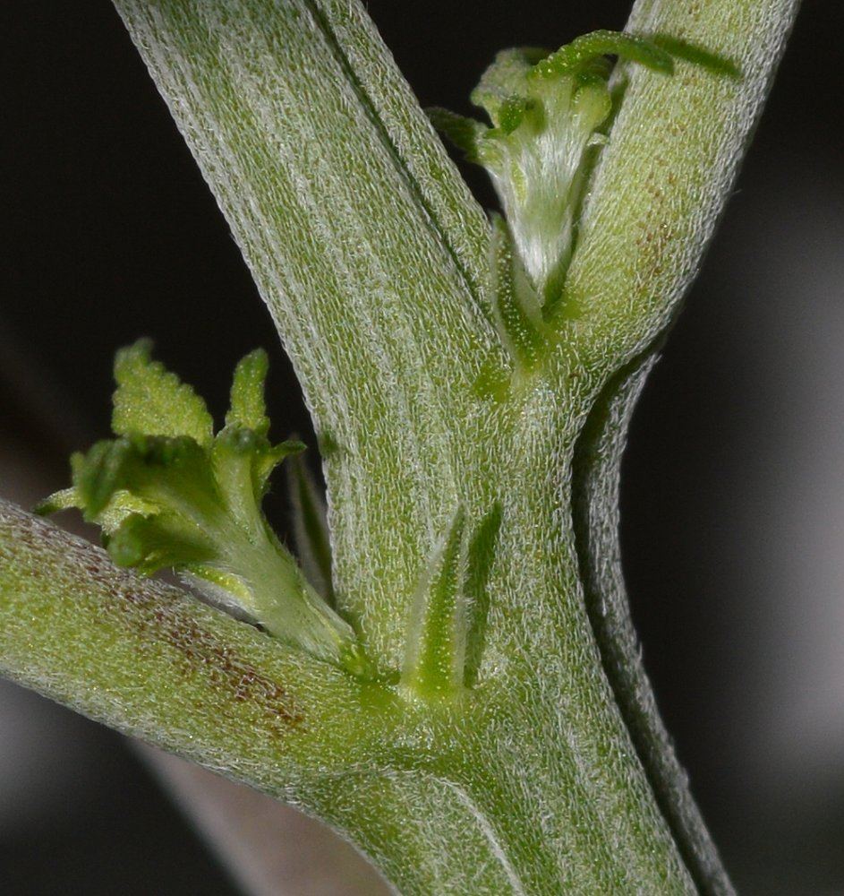 Vegfemale3 preflower