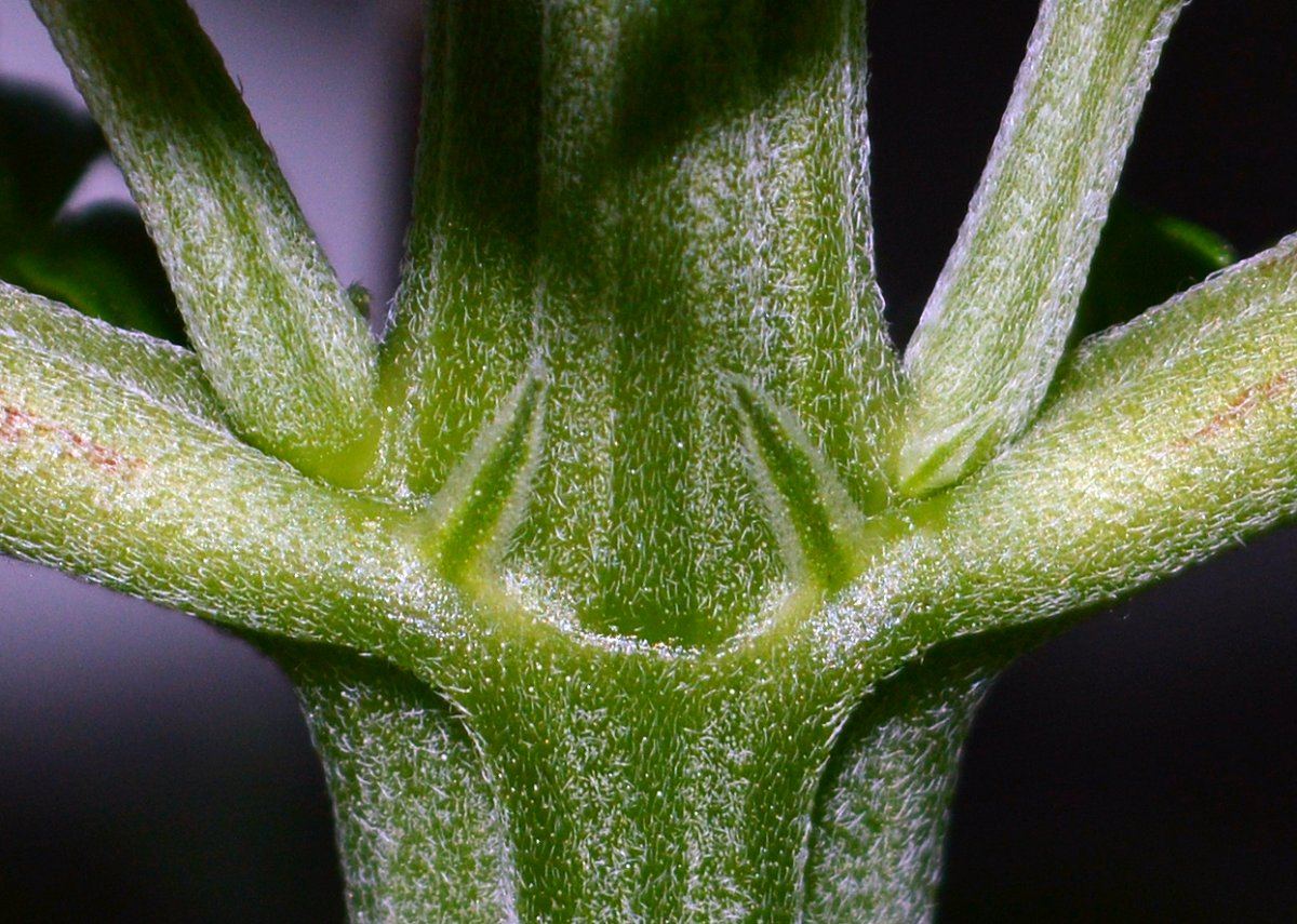 Vegfrost