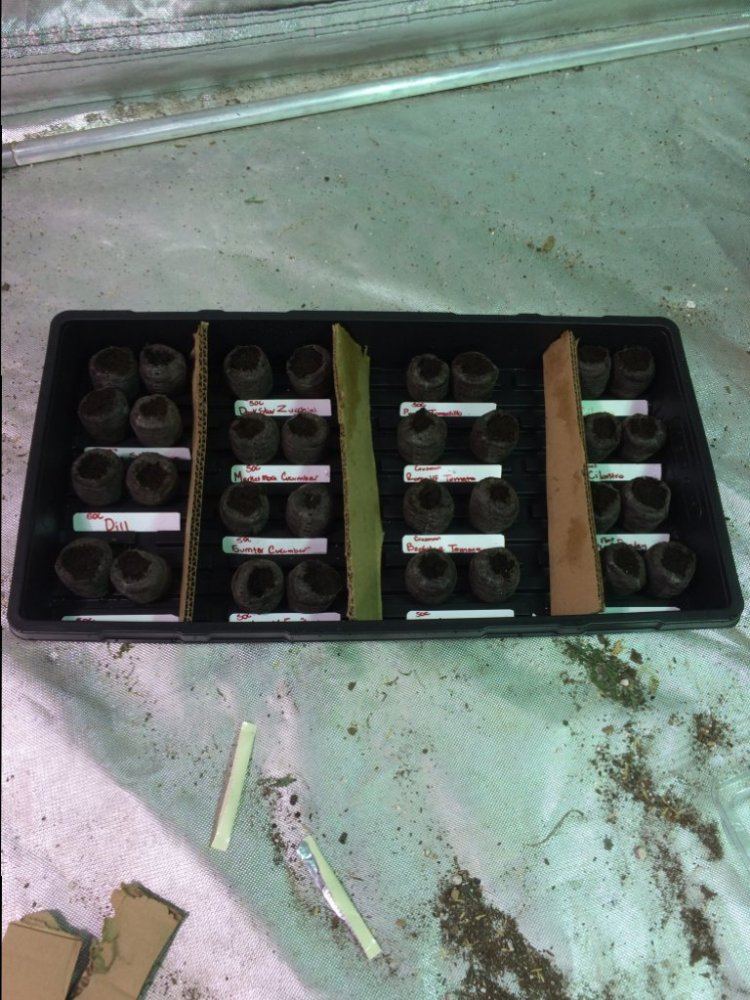 Veggies starting