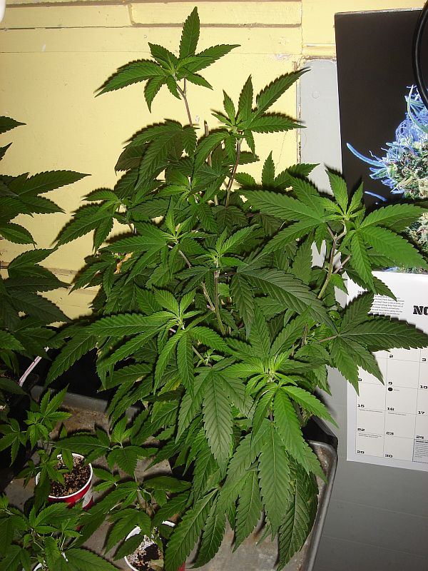 Vegging AUSIVE X BUBBA 001