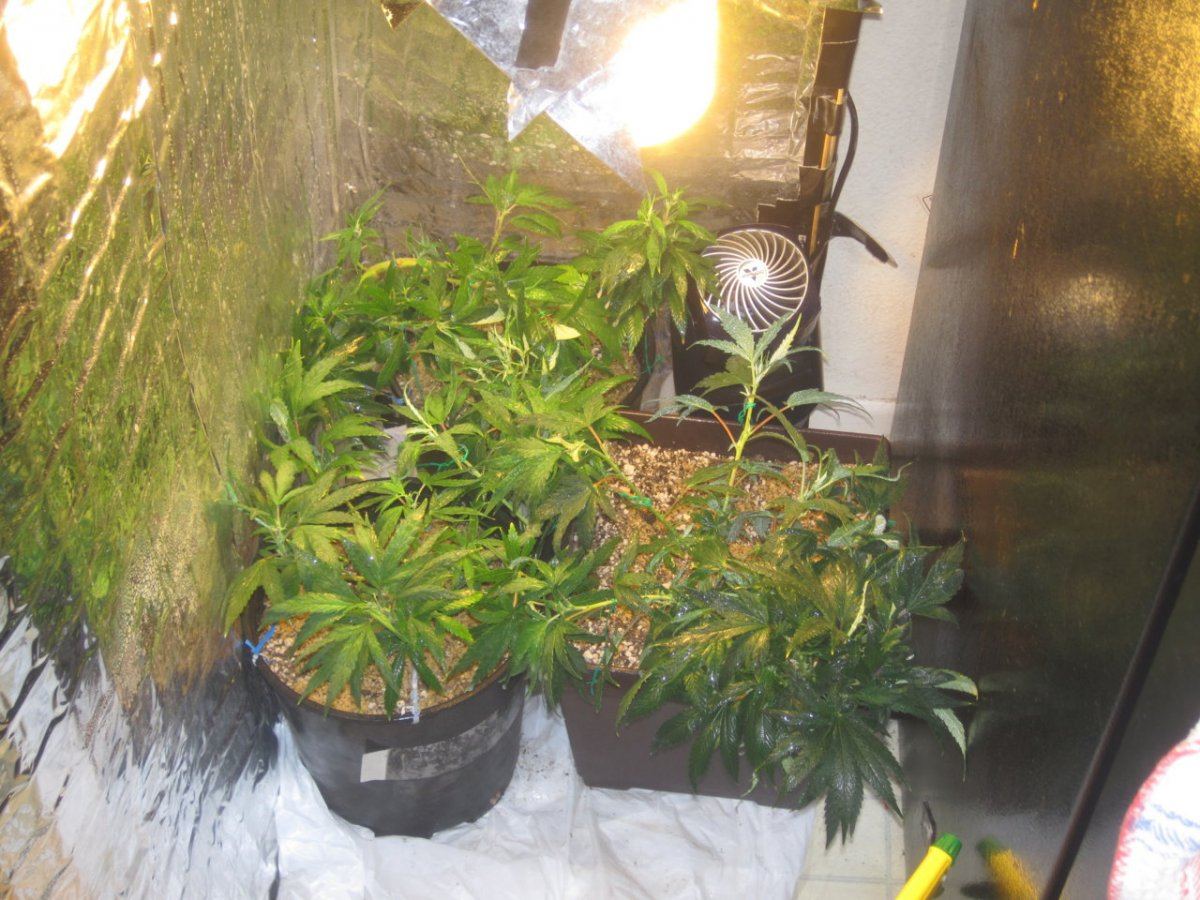VegSpace