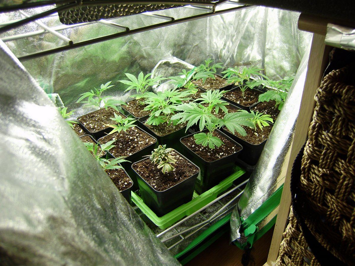 Vegtent