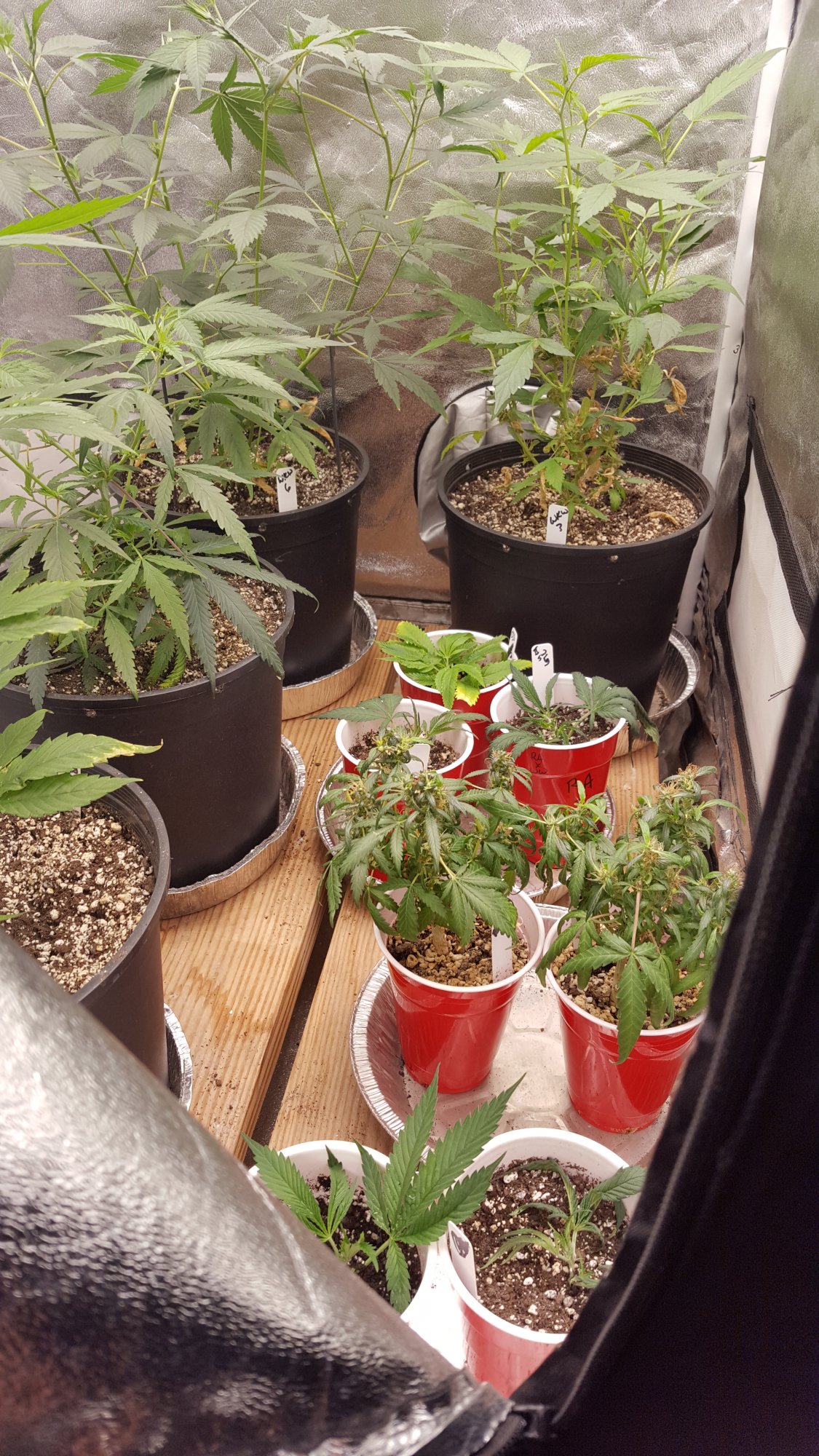 Vegtent