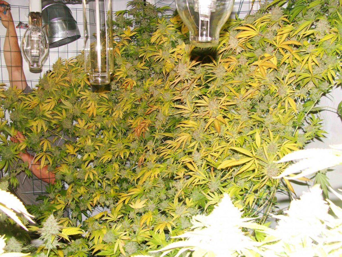 VertrwBPepper60scale
