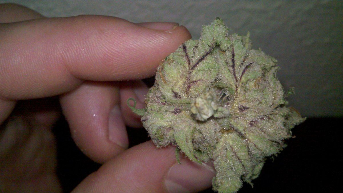 Very berry kush you havent seen anything like it 2