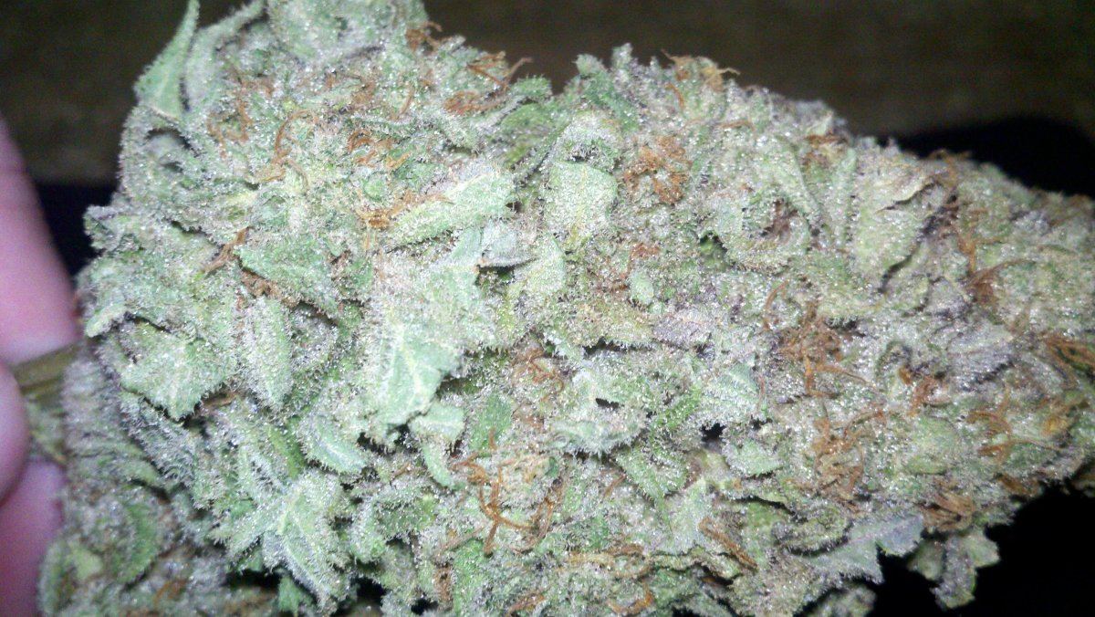 Very berry kush you havent seen anything like it 4